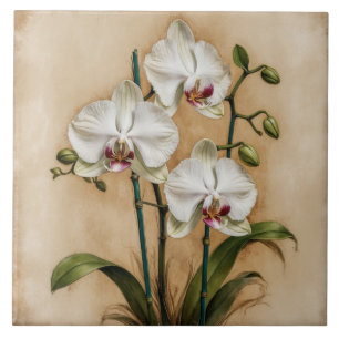 Witte Orchideeënbloemen  Botanisch Tegeltje