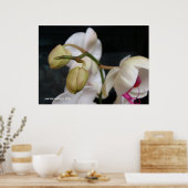 Witte orchideeënknoppen poster (Keuken)