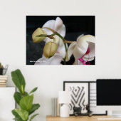 Witte orchideeënknoppen poster (Thuiskantoor)