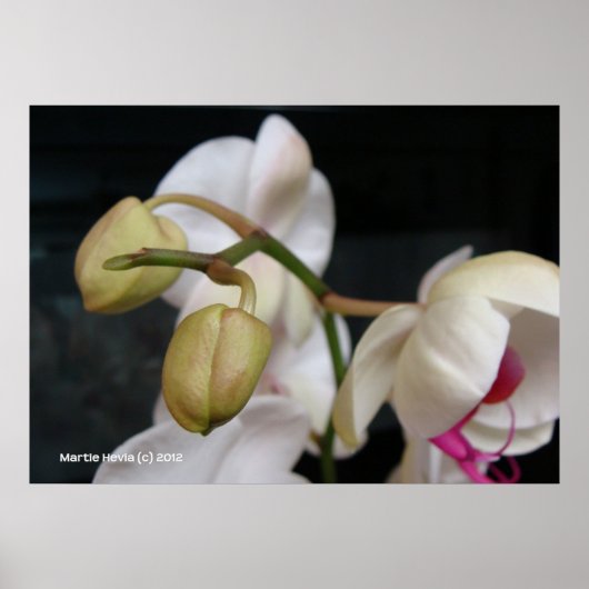 Witte orchideeënknoppen poster (Voorkant)
