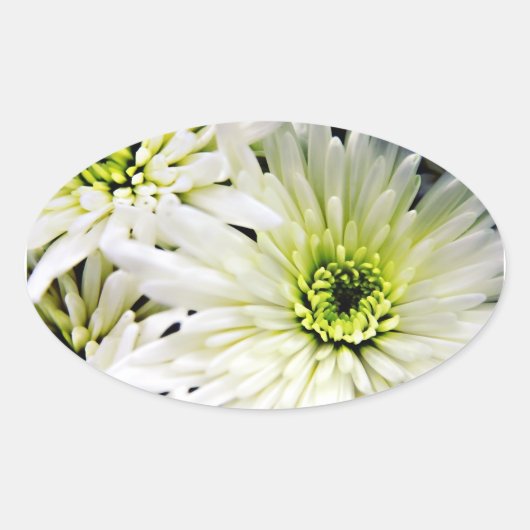 Witte ovale Chrysanthemum-stickers Sticker (Voorkant)
