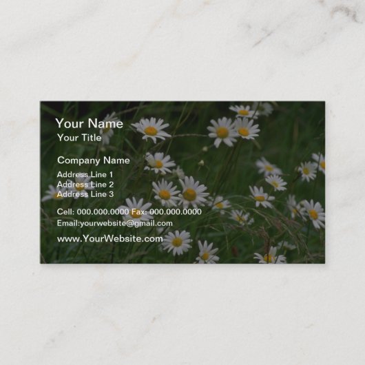 Witte Oxeye-daisy-bloemen Visitekaartje (Voorkant)