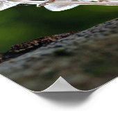 Witte Oyster Autumn paddenstoelen Poster (Hoek)