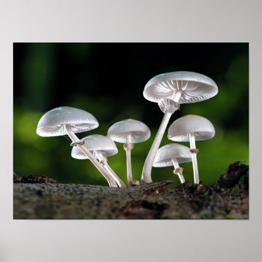 Witte Oyster Autumn paddenstoelen Poster (Voorkant)