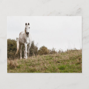 Witte paard briefkaart