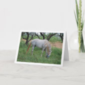 Witte paard dat in grasveld graast kaart (Voorkant)