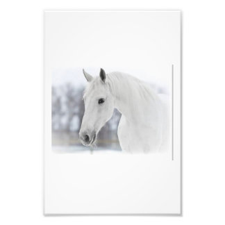 Witte paard foto afdruk