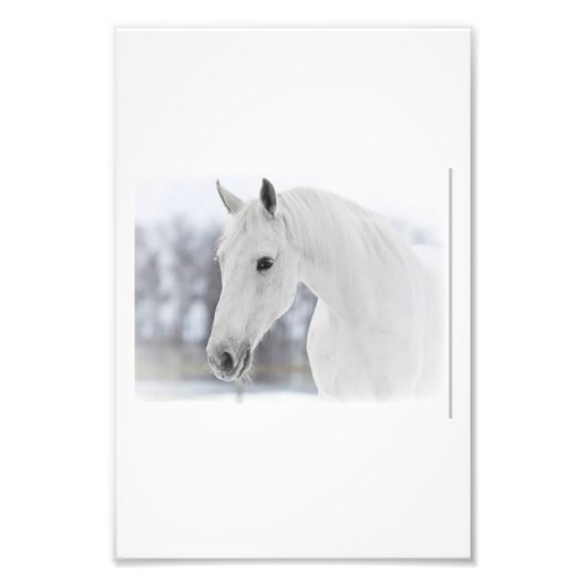 Witte paard foto afdruk (Voorkant)