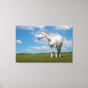 Witte Paard Fotografie Canvas Afdruk