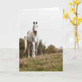 Witte paard kaart (Gele Bloem)