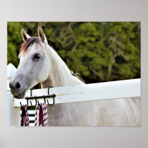 Witte Paard Poster