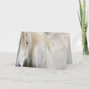 Witte paard verjaardag kaart