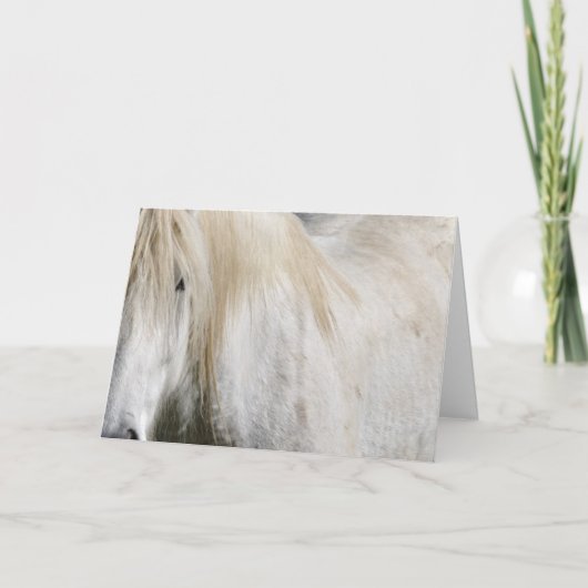 Witte paard verjaardag kaart (Voorkant)