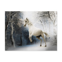 Witte Paard Winterbos Postcrossing