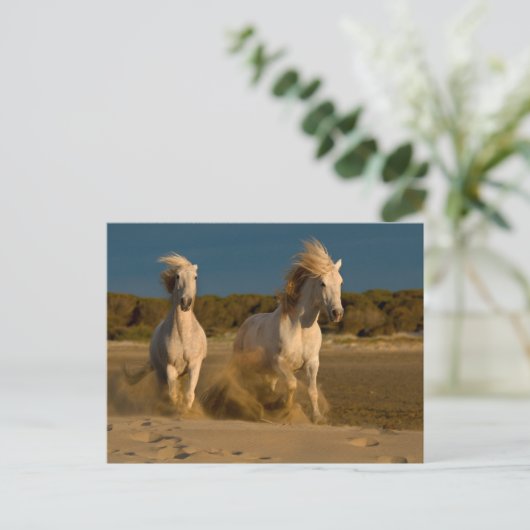 Witte paarden aan boord | Camargue, Frankrijk Briefkaart (Staand voorkant)