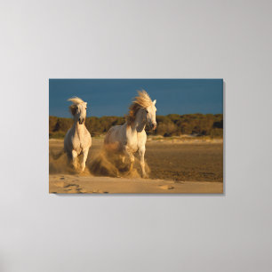 Witte paarden aan boord   Camargue, Frankrijk Canvas Afdruk