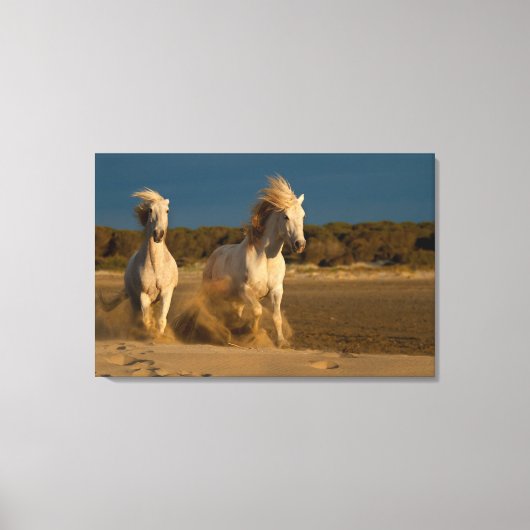 Witte paarden aan boord | Camargue, Frankrijk Canvas Afdruk (Voorkant)