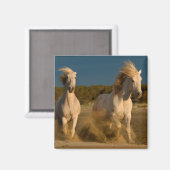 Witte paarden aan boord | Camargue, Frankrijk Magneet (Voorkant / Achterkant)