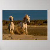 Witte paarden aan boord | Camargue, Frankrijk Poster (Voorkant)