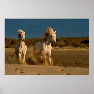 Witte paarden aan boord   Camargue, Frankrijk Poster