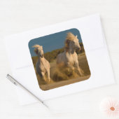 Witte paarden aan boord | Camargue, Frankrijk Vierkante Sticker (Envelop)