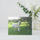 Witte paarden Briefkaart (Staand voorkant)