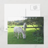 Witte paarden Briefkaart (Voorkant / Achterkant)