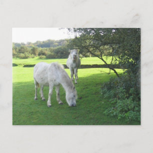 Witte paarden Briefkaart