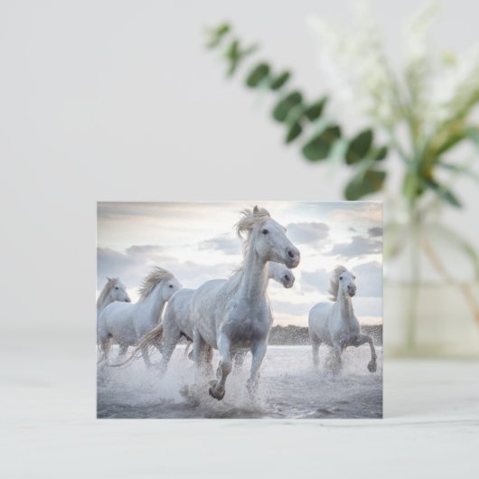 Witte paarden briefkaart (Staand voorkant)