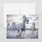 Witte paarden briefkaart (Voorkant / Achterkant)