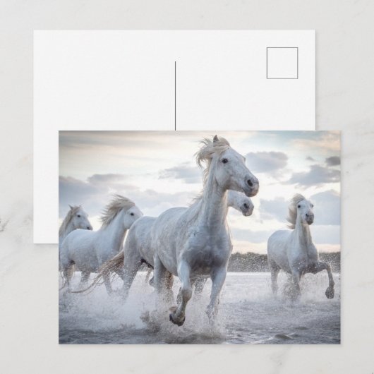 Witte paarden briefkaart (Voorkant / Achterkant)
