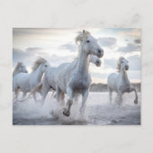 Witte paarden briefkaart (Voorkant)