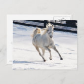 Witte paarden die op sneeuw lopen briefkaart (Voorkant / Achterkant)