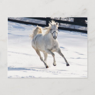 Witte paarden die op sneeuw lopen briefkaart