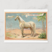 witte paarden Grafisch Briefkaart (Voorkant)