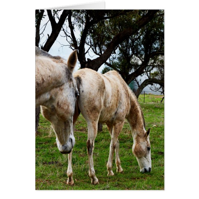 Witte paarden grazen,_ (Voorkant)