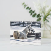Witte paarden in sneeuw briefkaart (Staand voorkant)