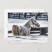 Witte paarden in sneeuw briefkaart (Voorkant / Achterkant)