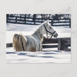 Witte paarden in sneeuw briefkaart