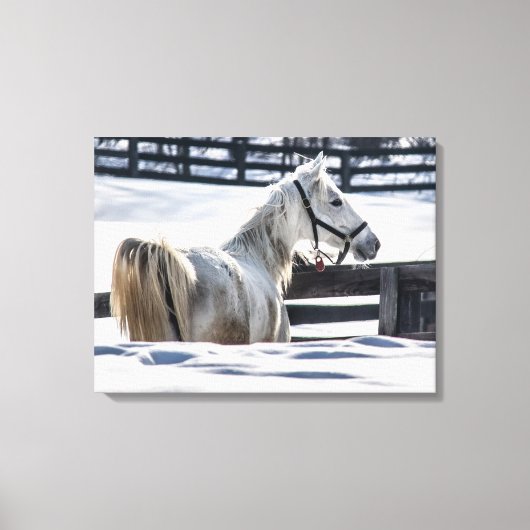 Witte paarden in sneeuw canvas afdruk (Voorkant)