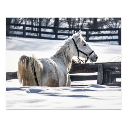 Witte paarden in sneeuw foto afdruk (Voorkant)