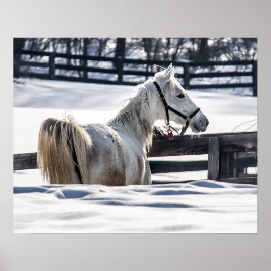 Witte paarden in sneeuw poster (Voorkant)