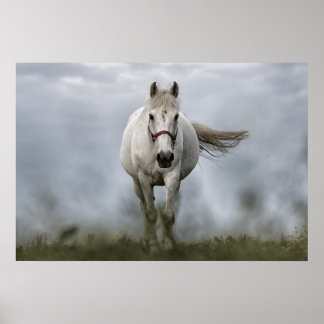 Witte paarden lopen poster