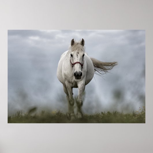 Witte paarden lopen poster (Voorkant)