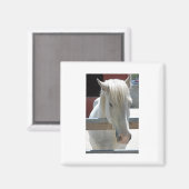  witte paarden magneet (Voorkant / Achterkant)
