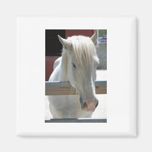 witte paarden magneet