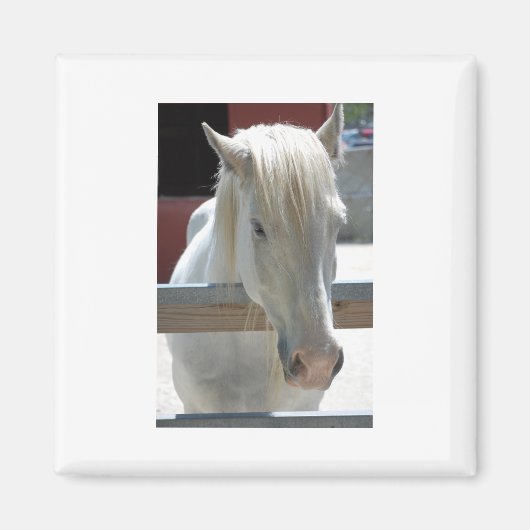  witte paarden magneet (Voorkant)