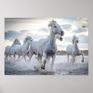 Witte paarden poster