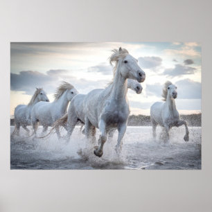 Witte Paarden Poster