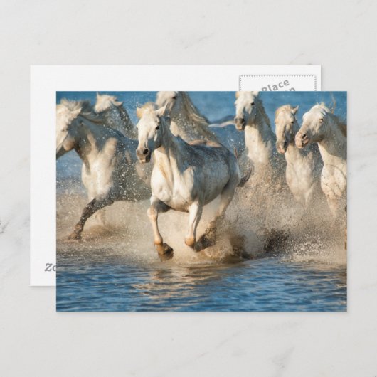 Witte paarden van Camargue, Frankrijk Briefkaart (Voorkant / Achterkant)